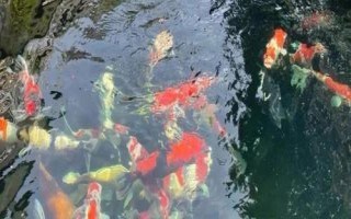 魚池過濾器需要24小時(shí)開的嗎，密度低的話可以間歇性開