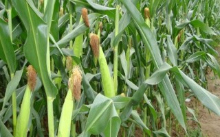 紅瑞2號(hào)玉米種子介紹，平均全生育期112.5天