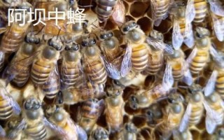 土蜂屬于哪種蜜蜂，一般是指中華蜜蜂