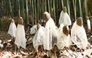 竹蓀和羊肚菌的區(qū)別，科屬、外觀和生長環(huán)境均不同