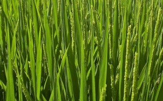 荃優(yōu)0861水稻品種簡(jiǎn)介，苗期重點(diǎn)防治稻飛虱