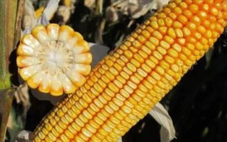 龍墾1753玉米品種的特性，每畝留苗4000－4500株