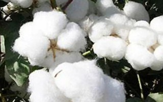 中棉所99001棉花種子簡(jiǎn)介，湖南春播生育期105.3天