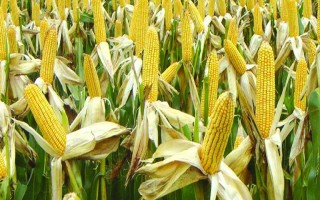 豐田833玉米品種的特性，高抗莖腐病（0%HR）