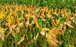 稼農(nóng)3108玉米種子特點，密度4000—4500株/畝