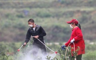 果樹藥害如何救治，可及時灌水噴水或噴藥中和等