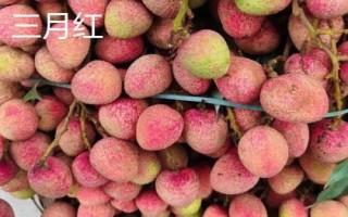 品質(zhì)好的荔枝苗品種，三月紅、妃子笑、狀元紅等品種均是適宜選擇