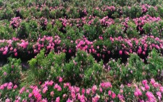 哪里有玫瑰花種植基地，基地在河北或者山東等地