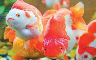 金魚(yú)可以與哪些魚(yú)類(lèi)混養(yǎng)，可與與孔雀魚(yú)、燈魚(yú)、月光魚(yú)等混養(yǎng)