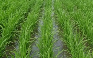 臻粘1水稻品種簡介，4月中旬播種