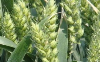 定豐17號小麥種子介紹，3月中下旬播種