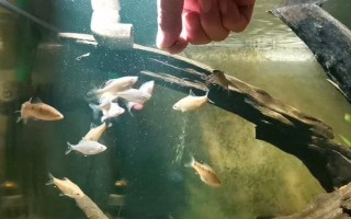 魚能吃什么，不同種類的魚吃的東西不同