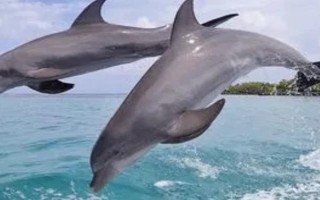 水生哺乳動物的種類，包括虎鯨、海豚、白鰭豚等品種