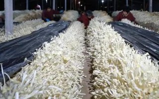 金針菇的種植方法，菌袋適合放置在20-25℃培育室內