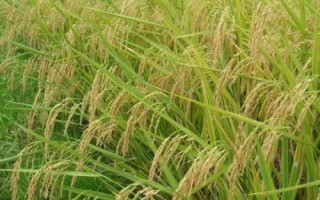 秀優(yōu)5013水稻種簡介，中抗條紋葉枯病