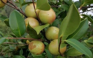 油茶樹有哪些高產(chǎn)品種，以下6種的產(chǎn)量較高