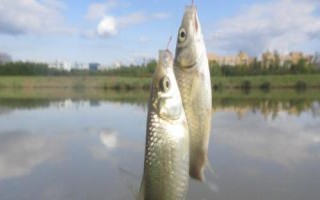 初春野釣鯽魚的技巧，打窩時窩料首選酒米