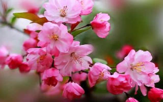 海棠花的寓意是什么，寓意苦戀、頑強(qiáng)不倒等