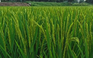 金優(yōu)313水稻種子特征特性，3月中下旬播種