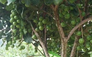 怎么栽培夏威夷果，干旱時(shí)堅(jiān)持每天澆水1-2次