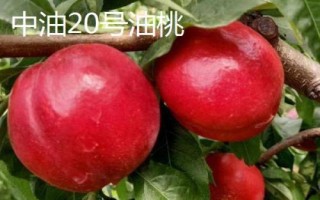中油16號油桃的價格，具體售價因地而異