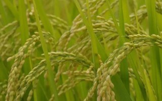 恒豐優(yōu)426水稻種子介紹，全生育期122.8天