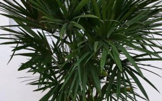 棕竹葉子發(fā)黃的原因，光照過強、盆土堿性化等均會導致