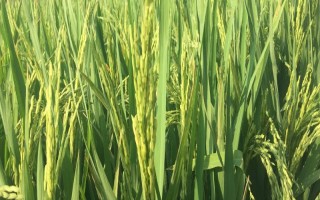 云資粳84號(hào)水稻種子特征特性，全生育期195.3天