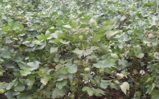 冀棉569棉花種子特點(diǎn)，全生育期總用量不超過10克