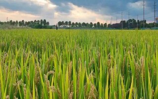 黃廣華占1號水稻種子特點，晚造種植應(yīng)及早播種