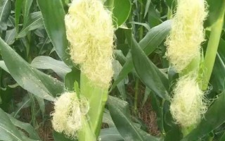 鑫玉950玉米種子特征特性，放赤眼蜂防治玉米螟蟲