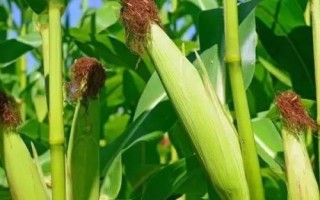 河玉397玉米種子介紹，中抗莖腐病