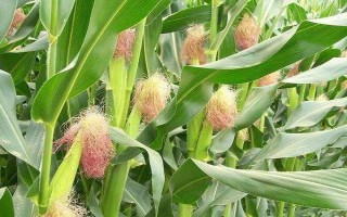 來玉219玉米品種簡介，適宜播期4月下旬至5月中旬