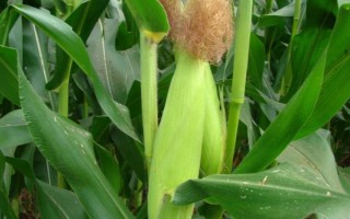 縱橫618玉米種子特點(diǎn)，注意防治瘤黑粉及地下害蟲