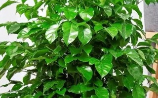 幸福樹的擺放禁忌，不宜擺放在衛(wèi)生間旁