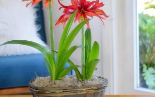 朱頂紅休眠期間的管理技術(shù)，室溫應(yīng)保持在5℃-10℃