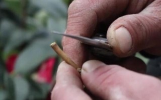 茶花是如何嫁接的，通常在6月份或者7月份進行