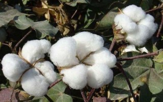 冀農(nóng)大36號棉花種子特征特性，轉(zhuǎn)基因抗蟲常規(guī)棉品種