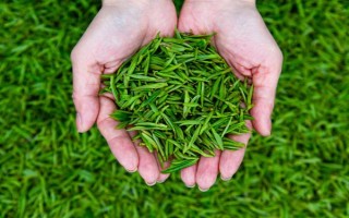 南京雨花茶屬于哪種茶，是一種綠茶也是我國(guó)的名茶