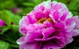 牡丹花的花語及象征意義，有富貴吉祥之意