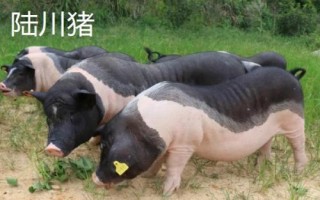豬有哪些品種，包括杜洛克、成華豬、大白豬、長(zhǎng)白豬等種類
