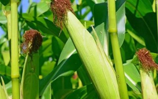 新單68玉米種子特征特性，大喇叭口期防治玉米螟