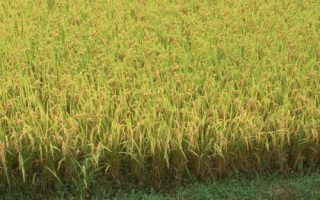 那香優(yōu)651水稻種子簡介，秧田播種量每畝10.0千克