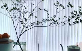 吊鐘樹怎么水培，要每隔一周更換一次清水