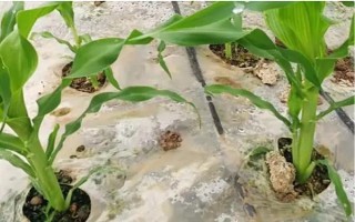怎么用地膜種玉米，育苗移栽需要先栽苗再覆膜