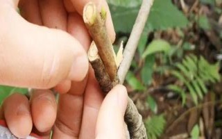 枇杷樹什么時(shí)候嫁接好，春秋季的晴天嫁接為宜