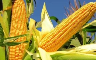 吉耘816玉米品種的特性，4月20日后至5月1日前播種