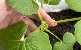 南瓜開花但是不結(jié)果怎么辦，可以適時摘心、疏密處理