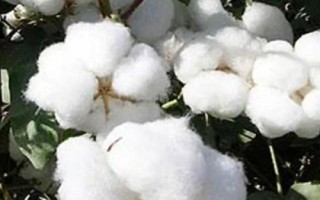 魯棉303棉花種子簡(jiǎn)介，適宜密度為每畝3500株左右