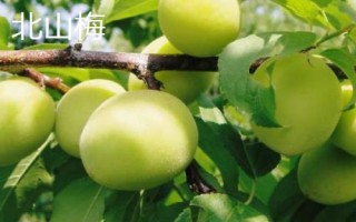 湖南長(zhǎng)沙縣的特產(chǎn)，湘繡是中國(guó)四大名繡之一